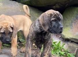 Boerboel Masstif puppies for sale