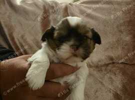 Beautiful imperial shihtzus