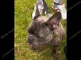 Frenchie 3 years old boy