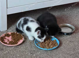 Mixed breed kittens and mother looking for homes