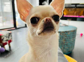 Girl chihuahua for sale