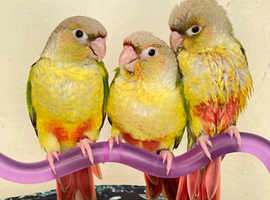 Parrot pineapple Conure parakeet bird delivery can be arranged for sale hand reared not tame
