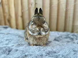 Agouti netherland dwarf buck