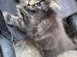 2 cute kittens