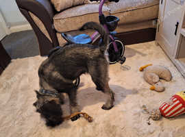 For Sale: Adorable 3-Month-Old Female Standard Schnauzer  **Champion Lines**