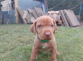 Hungarian Vizsla