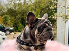 Blue tan velvet with PINK AND FLFFY