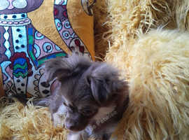 Miniature long haired chihuahua for sale near clearance me