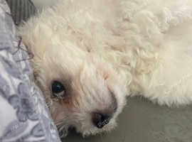 10 week old bichon boy