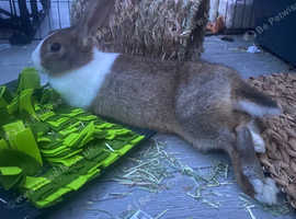Female Dutch Rabbit.