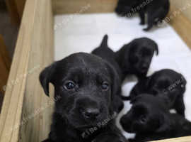 Black Labrador Puppies