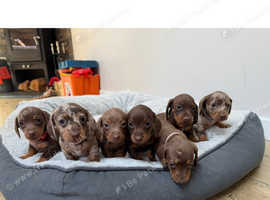 Miniature dachshunds for sale