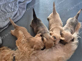 4 beautiful cairn terrier puppies for sale