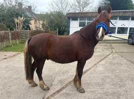 Registered Section C Gelding