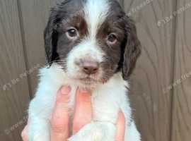 Beautiful springer x poodle puppies available