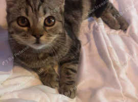 Tabby cat for sale