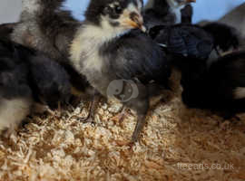 Olive egger chicks