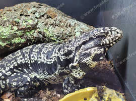 Adult Male Argentine Black & White Tagu
