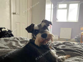 beautiful black and silver miniature schnauzer