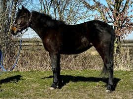 Purebred registered Connemara filly