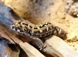 Viper gecko - male REDUCED
