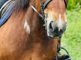 Gorgeous 15.2 Ardennes riding mare