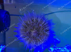 Sea urchin