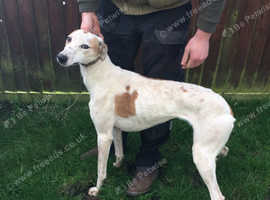 Lurcher Dogs And Puppies For Sale And Rehome In Bristol Find