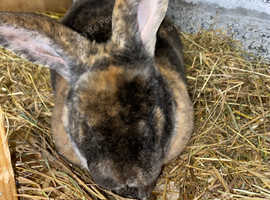 Breeding trio mini Rex/harlequin