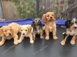 King charles puppy's cross cockerpoo