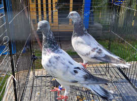 Budapest pigeons