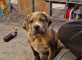 Neopolitan cross mastiff
