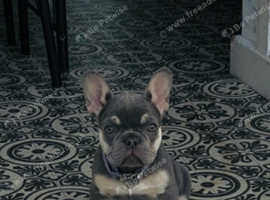 French Bulldog puppy