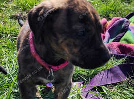 Presa x puppies