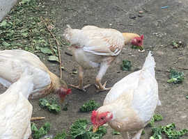 Pile game chickens