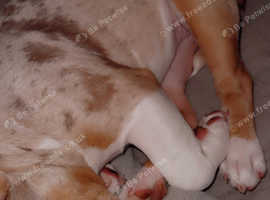 Puppy pocket bully cowboyline
