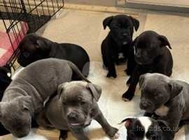 5 chunky blue Staffies Ready 12th May