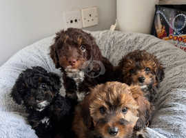 Stunning F1B Cavapoo puppies - Heath checked