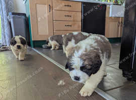 St Bernard puppies (1 reserved)