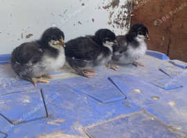 Norfolk grey chicks. Trio