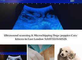 K9 Ultrasound scanning & Microchipping Dogs/puppies Cats/kittens