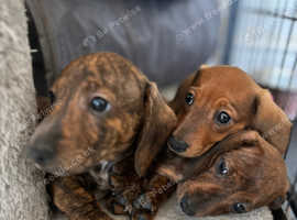 Beautiful brindle and red dachshunds.
