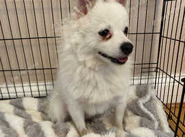 Beautiful Pomeranian Spitz Girl