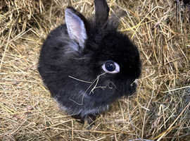 Netherland dwarf cross Lionhead young rabbit