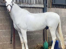 Competitive school master - ideal for keen rider on a budget