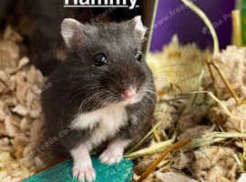 Hammy, hamster