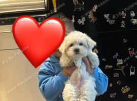Bichon puppie