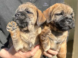 KC registered Border Terrier Puppies for Sale