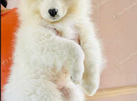 KC 5 GEN Champion line Bear type Samoyeds! Price reduced!