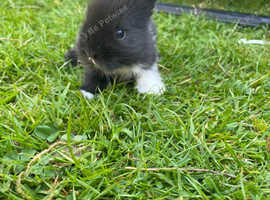 Fluffy baby bunnies - mom has started attacking